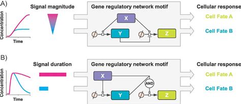 Possible Mechanisms For Decoding The Information From The Integrated