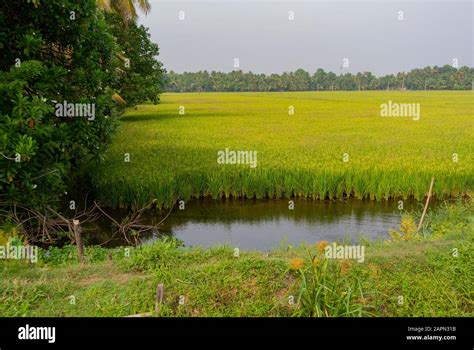 Agriculture Field Of Kerala Hi Res Stock Photography And Images Alamy