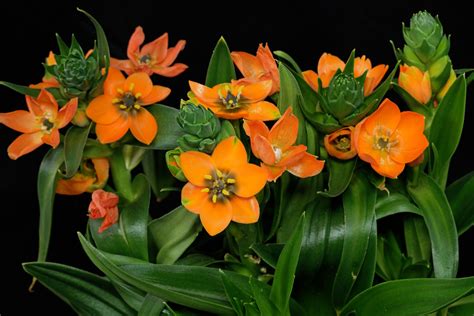 Ornithogalum Dubium Alchetron The Free Social Encyclopedia