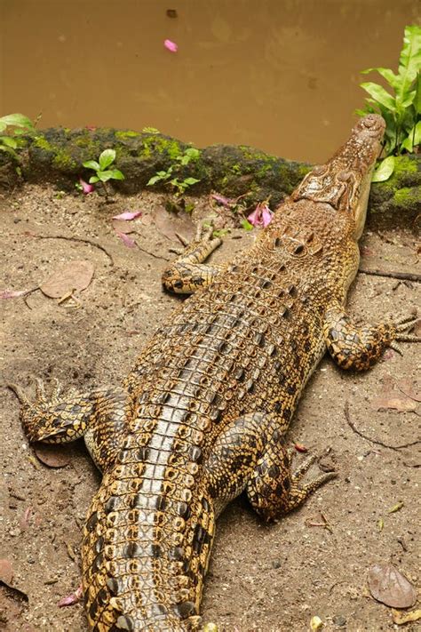 Cocodrilos De Agua Salada Juvenil Tambi N Conocidos Como Estuarina O