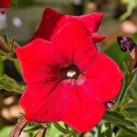 Wave Petunia Seeds - Etsy