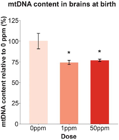 Mtdna Content In B × C Female Newborn Brains As A Result Of Maternal Cd