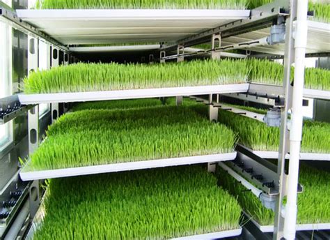 Hydroponic Fodder System For Sale Fodder Growing System Supplier