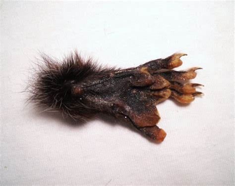 Real Possum Foot Paw Taxidermy Feet Small Bones, Claws, and Skin - Etsy