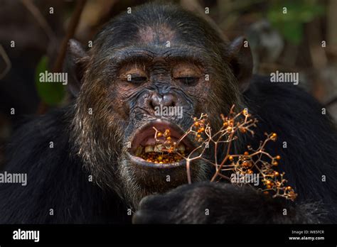 Chimpanzee teeth hi-res stock photography and images - Alamy