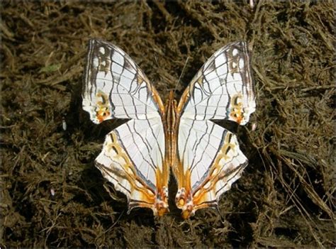 Common Map butterfly | Butterfly, Map, Science nature