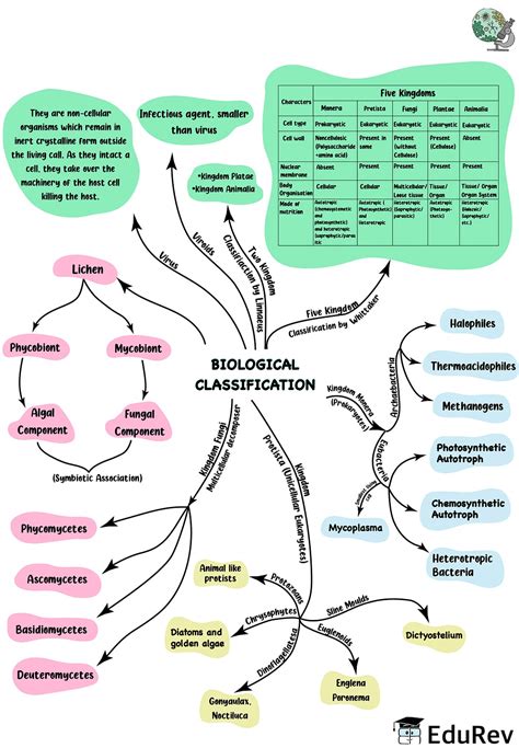 Kingdom Protista Classification Chart