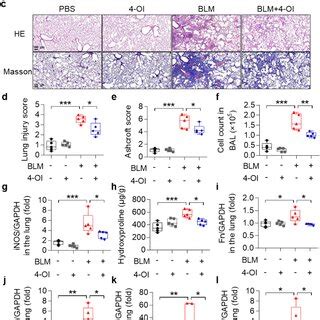 Oi Attenuated Blm Induced Pulmonary Inflammation And Decreased M