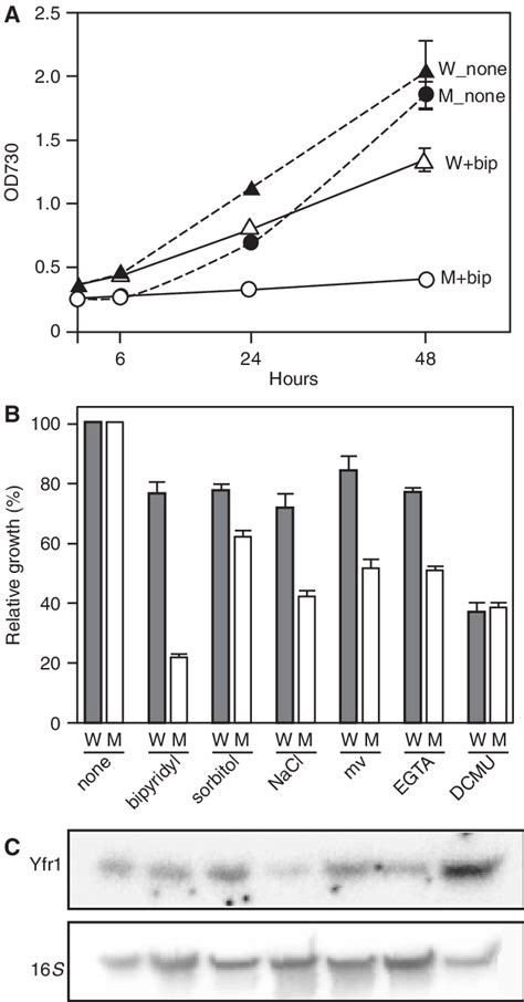 Phenotypes and growth curves of the wild type and Áyfr1 A The cells