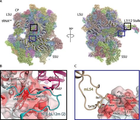 Structural Basis Of Mitochondrial Translation Elife