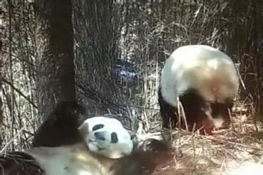 Two Wild Giant Pandas Captured On Camera In Sichuan Chinadaily Cn