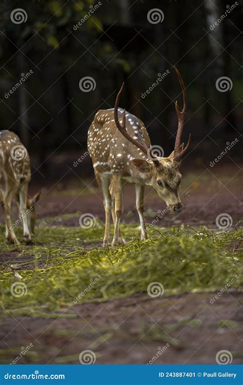 Deer Activity In Captivity Stock Image Image Of South