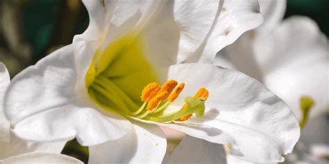 Conoces El Origen Simbolismo Y Significado De La Flor De Lis