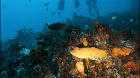 Dive At Rottnest Island Western Australia YouTube