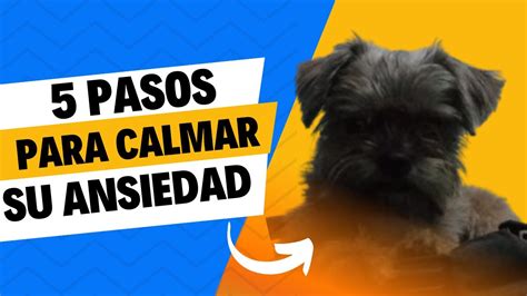 Como Calmar La Ansiedad De Tu Perro O Canino YouTube