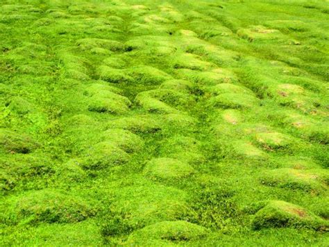 Free Images Nature Grass Ground Lawn Meadow Leaf Flower Moss