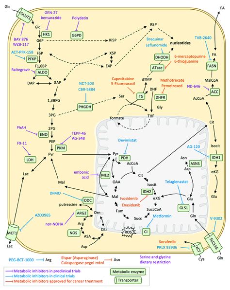 Metabolic Inhibitors For Cancer Treatment Schematic Representation Of