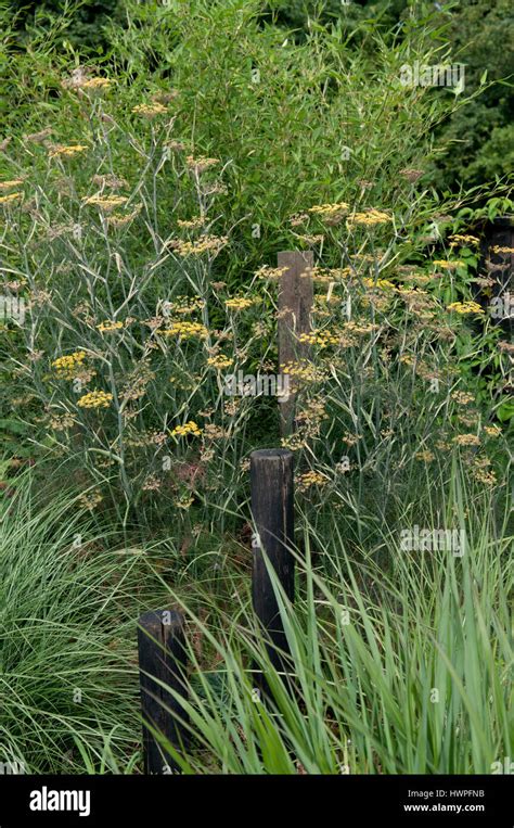 FOENICULUM VULGARE PURPUREUM Stock Photo - Alamy