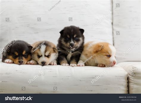 Newborn Pomsky