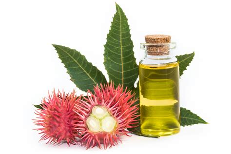 Does Castor Oil Work for Hair Growth? | Healing Haven