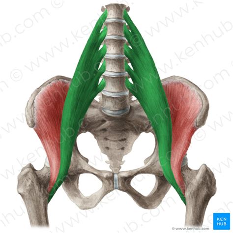 Muscle Bone 4 Flashcards Quizlet