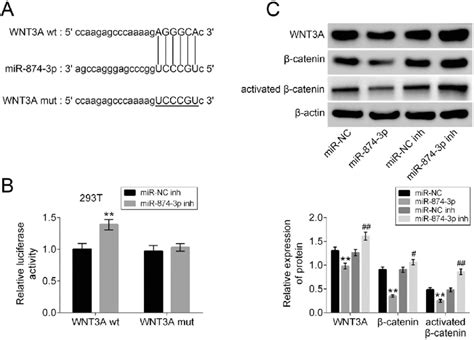 MiR 874 3p Directly Regulated Wnt3a Expression By Binding To The 3 0