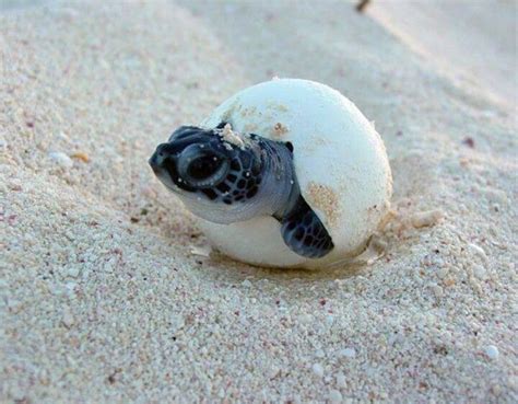 Loggerhead Turtle Hatchingso Cute Baby Sea Turtles Sea Turtle