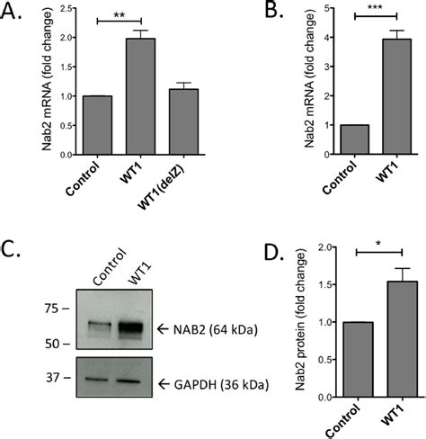 Figure 1 From The Transcriptional Coregulator Nab2 Is A Target Gene For