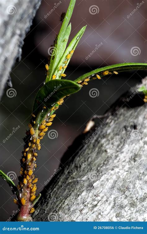 Tetranychus urticae arkivfoto. Bild av utomhus, grön - 26708056