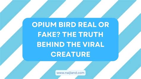 Opium Bird Real Or Fake Truth Behind This Viral Creature Meme