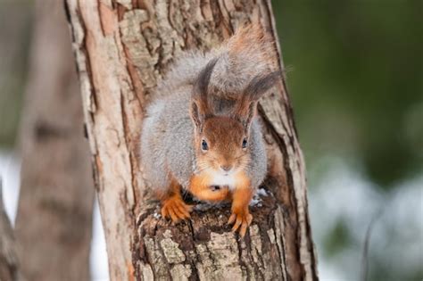 Eichh Rnchen Im Winter Sitzt Auf Einem Baumstamm Mit Schnee Eurasisches