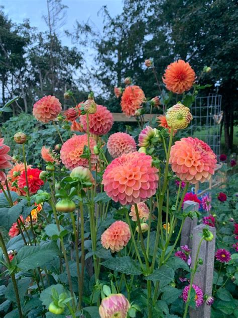 Snoho Doris Dahlia 1st Year Planting Flowers Dahlia Plants