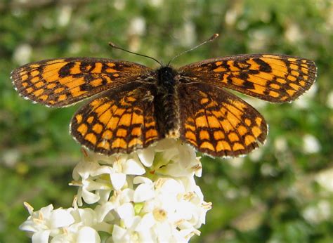 Mellicta Parthenoides This Meadow Fritillary Basks Itself Flickr