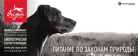 Корма для собак Orijen - где купить корм Ориджен для собак: состав ...