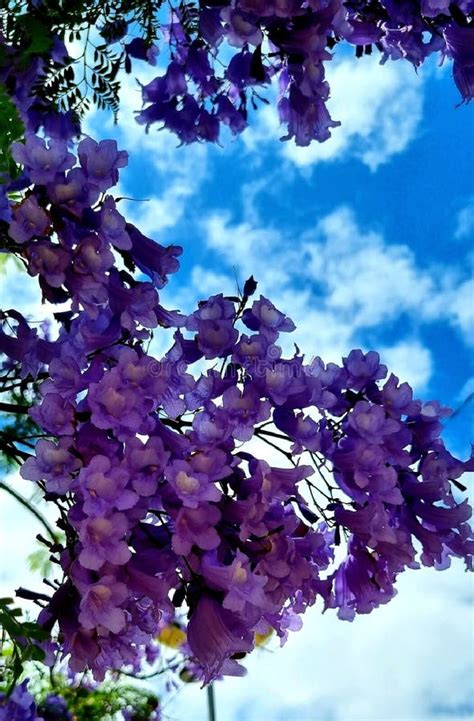 árbol De La Especie Jacaranda En Un Hermoso Día Soleado Con Cielo Con