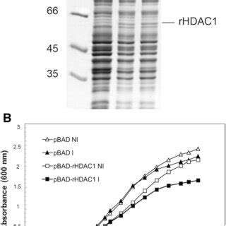 A Sds Page Of Total Proteins Extracted From E Coli Top Pbad Rhdac