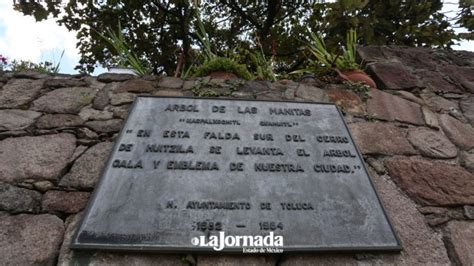 Rbol De Las Manitas A Os De Antig Edad En Toluca