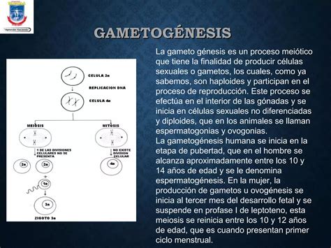 Proceso de gametogénesis jairo perez PPT