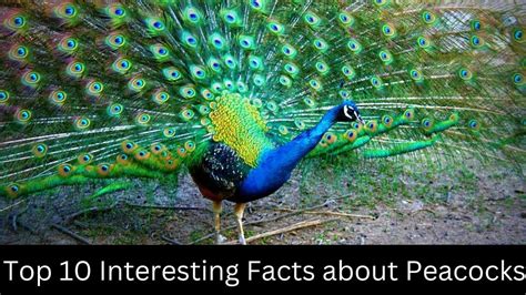 Interesting Facts About Peacocks — Coolest Fact By Coolest Fact Medium