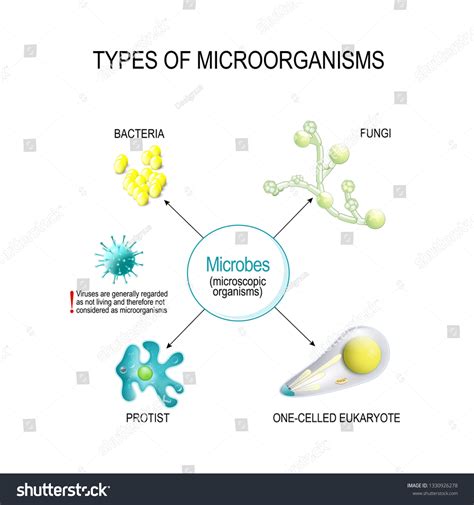 Types Microorganisms Classification Microbes Pathogens Bacteria 库存矢量图（免版税）1330926278 Shutterstock