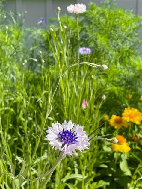 pennsylvanian wildflowers! (identity help would be appreciated ...