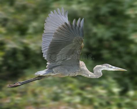 Great Blue Heron in flight stock photo. Image of motion - 3122522