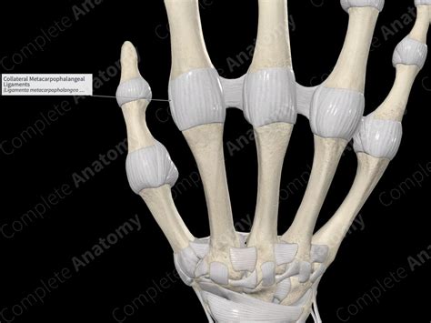 Collateral Metacarpophalangeal Ligaments Complete Anatomy