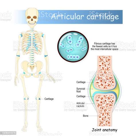 연골 인간의 골격 연골세포에 대한 스톡 벡터 아트 및 기타 이미지 연골세포 관절 뼈 Istock