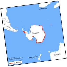 Where, When and Why do Emperor Penguins Migrate? - The Migration of the