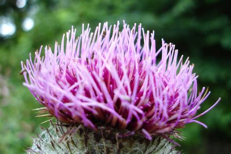 Mariendistel Leber Heilpflanze Bellswelt