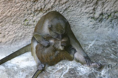 Definitive Guide To Allens Swamp Monkey Facts Habitat Conservation