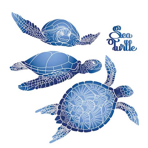 Turtle Sketches Illustrations Royalty Free Vector Graphics And Clip Art