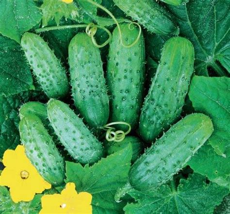 Edyp H Gherkin Cucumber Seeds Vegetable Seeds For Sale Online