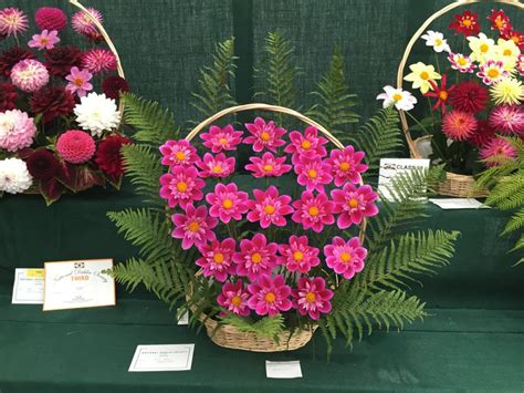 National Dahlia Society Annual Show Rhs Dahlia Trials Jack